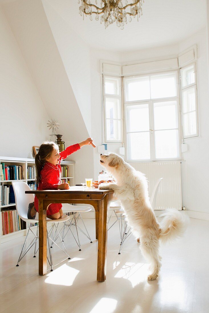 Kleines Mädchen füttert Hund beim Küchentisch