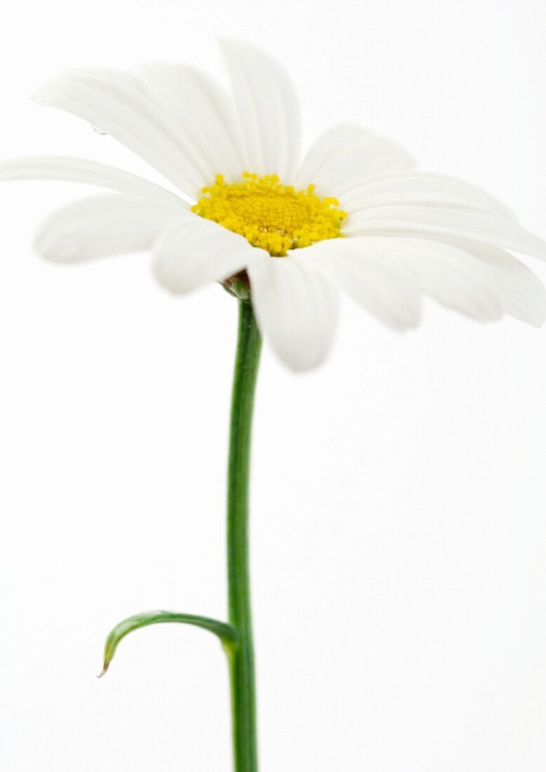White oxeye daisy