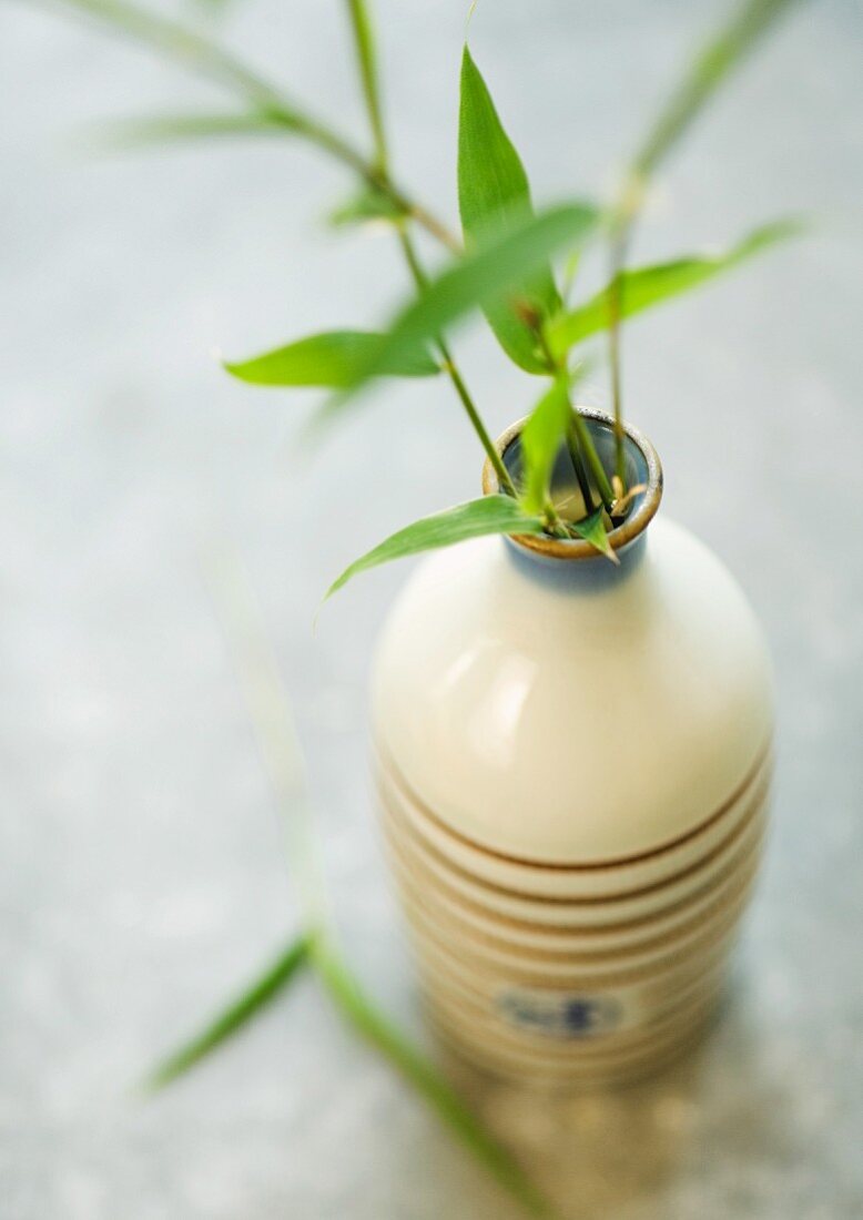 Sprigs of bamboo leafs in bottle