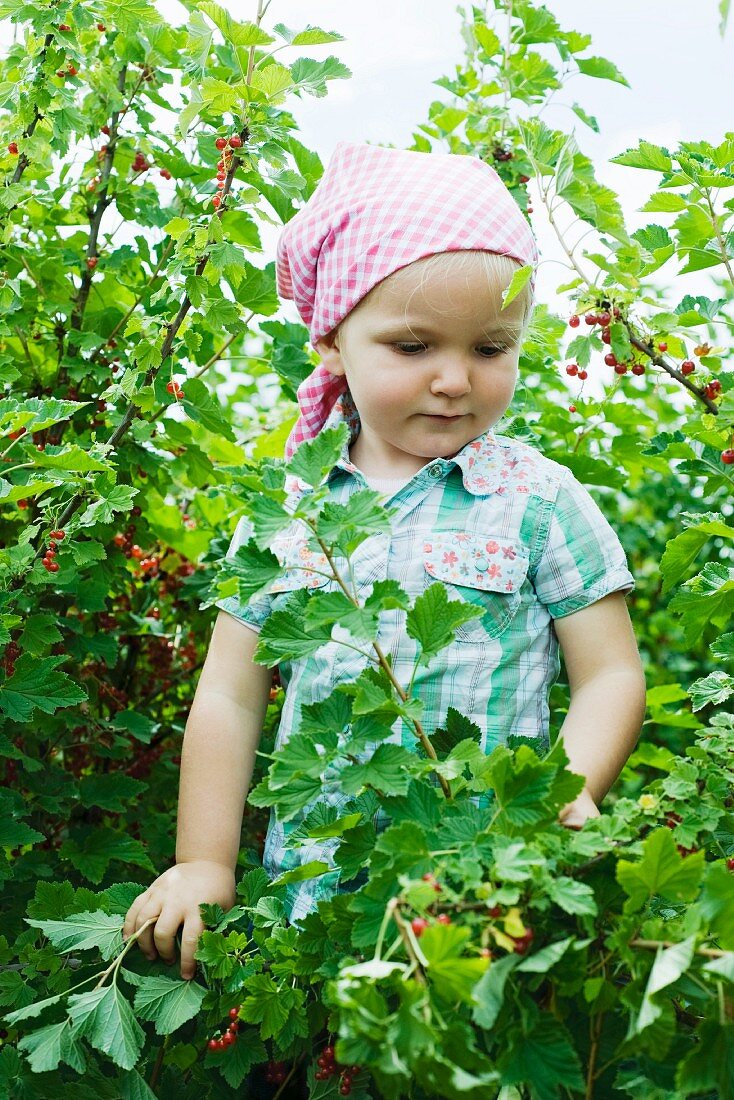 Little girl standing in red currant bush