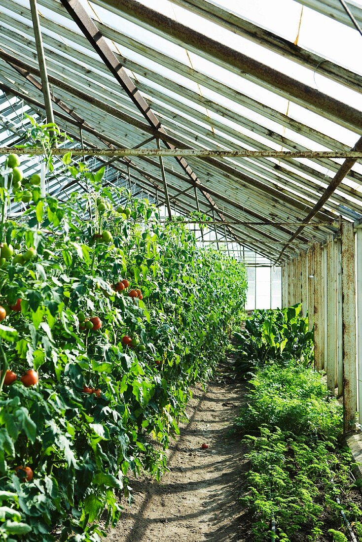 Tomatoes and herbs growing in greenhouse