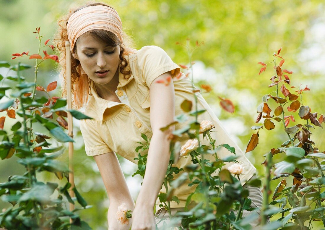 Junge Frau schneidet Rosenbüsche im Garten