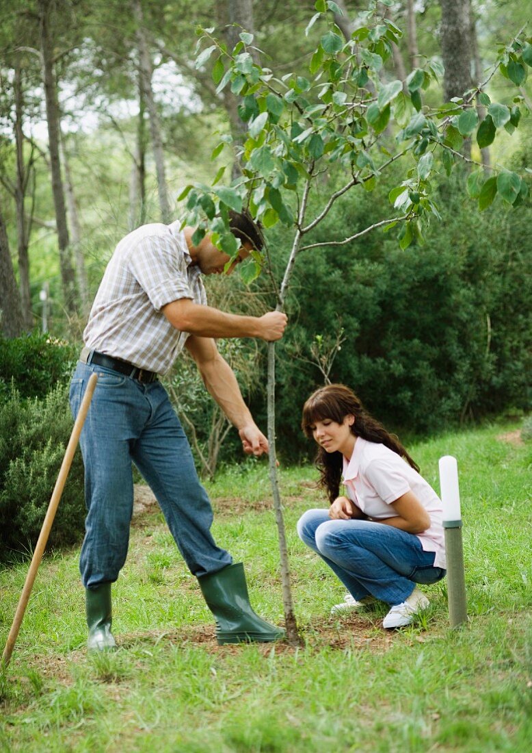 Mann und Frau pflanzen ein Bäumchen ein