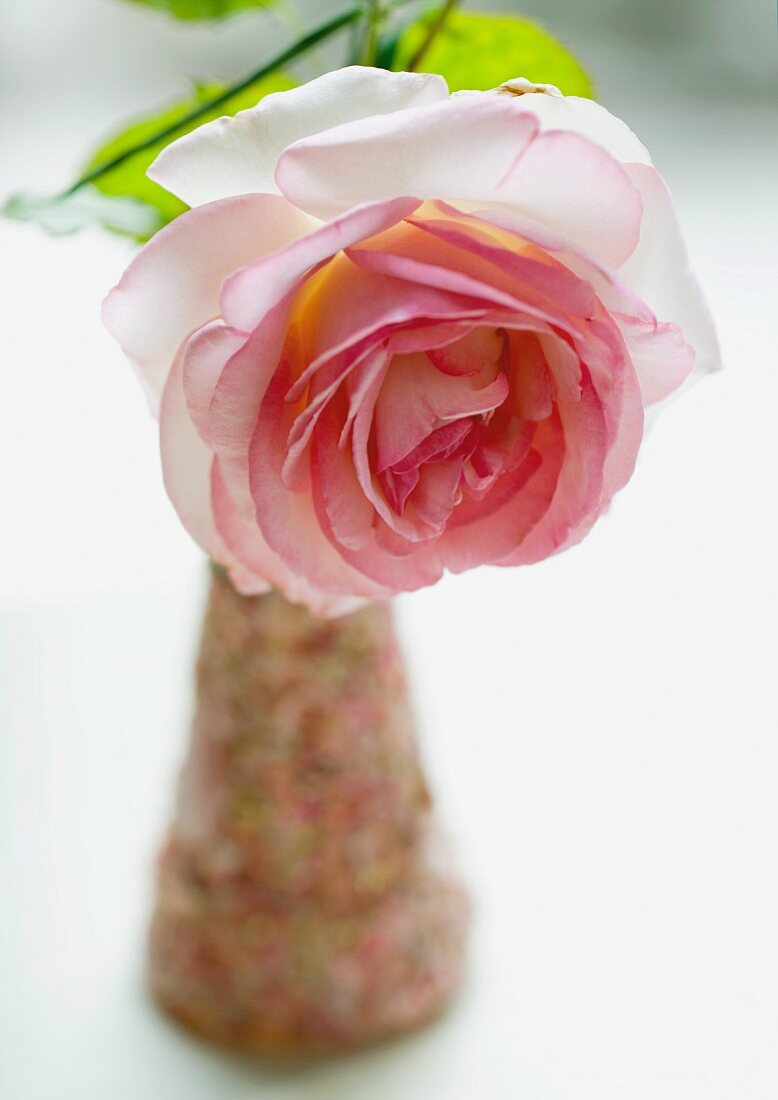 Blühende Rose in kleiner Vase