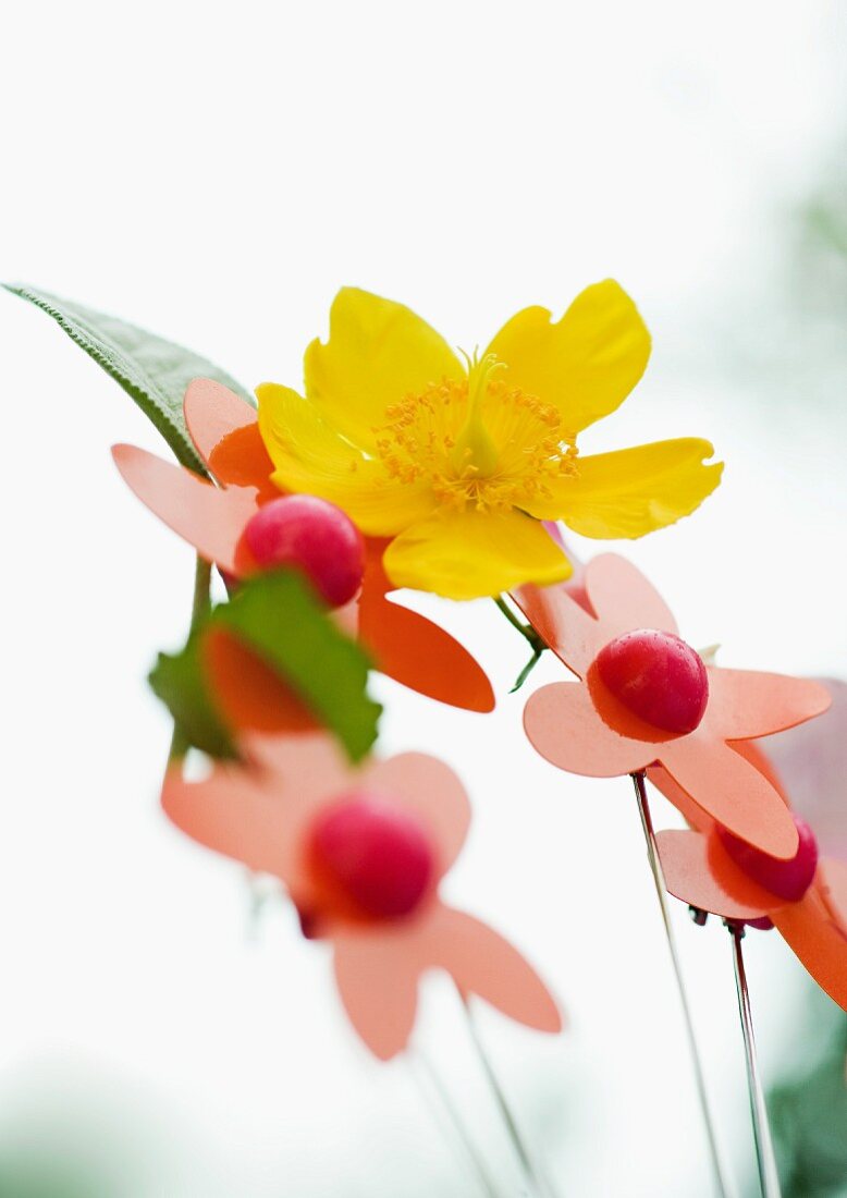 Gelbe Narzissenblüte und künstliche Blumen