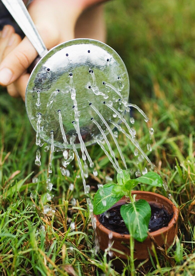 Potted seedling being watered