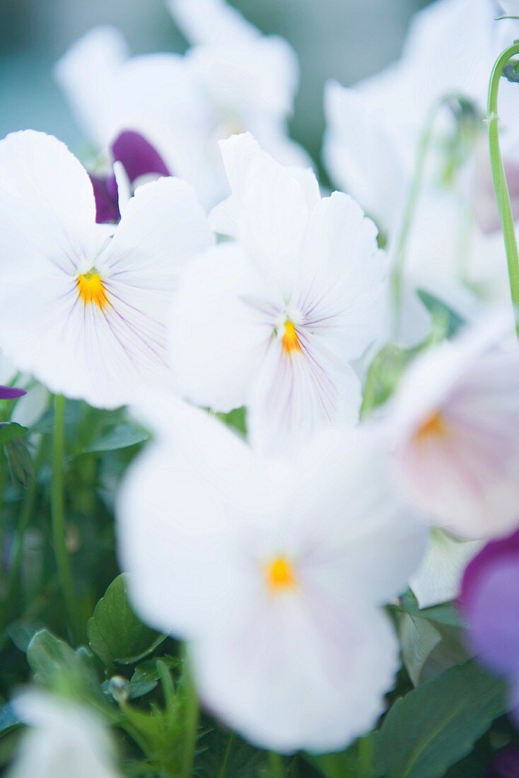 Pansies