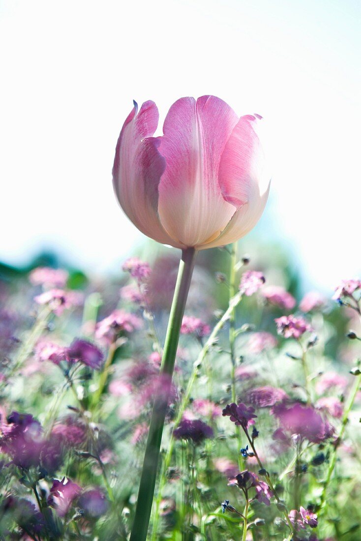 Eine rosa Tulpe