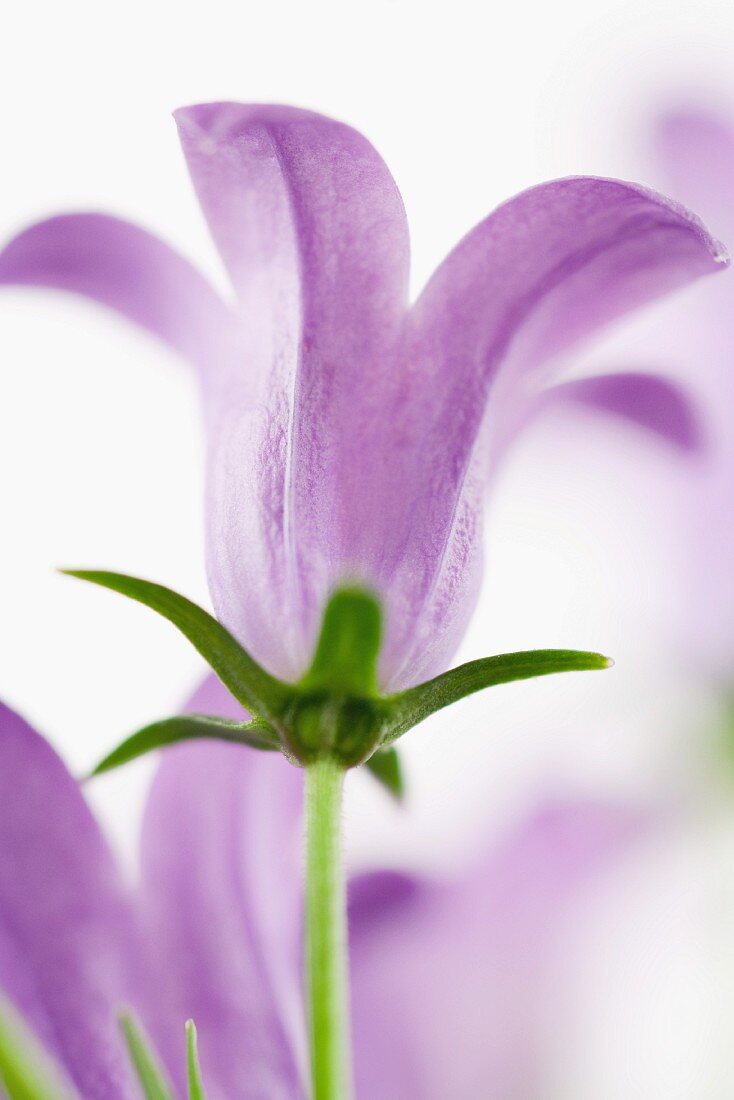 Eine violette Glockenblume