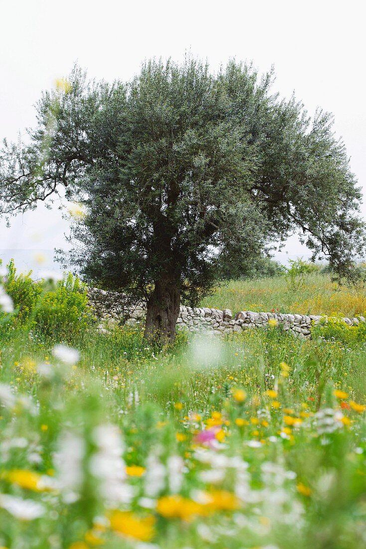 Blühende Wiese und Olivenbaum vor Natursteinmauer