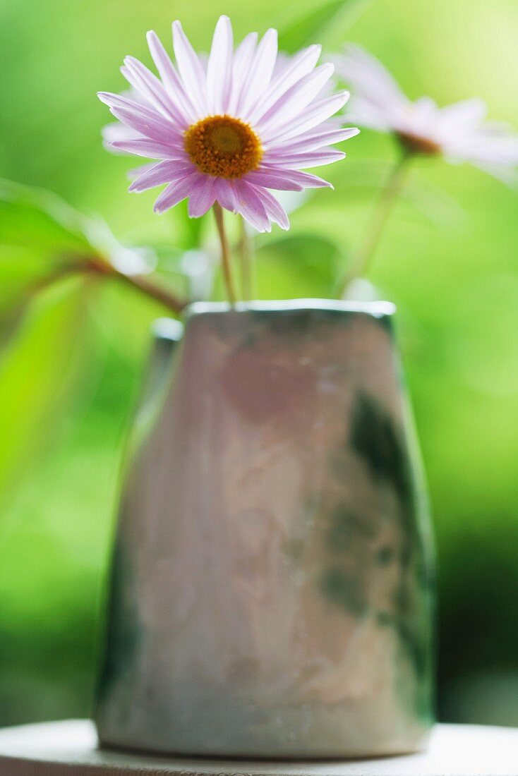 Ein fliederfarbener Cosmos in rustikaler Vase