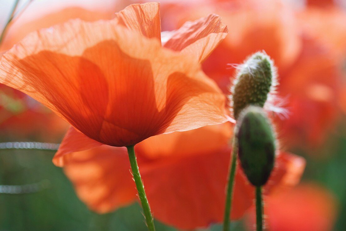 Blühende Mohnblumen und Knospen