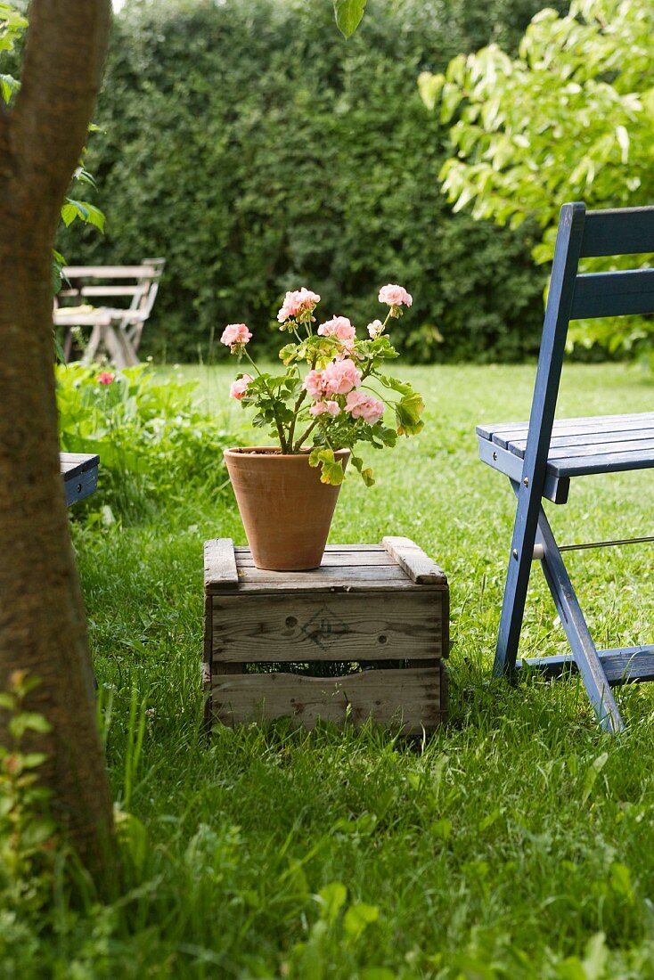 Blühender Rosentopf auf schlichter Holzkiste im Garten
