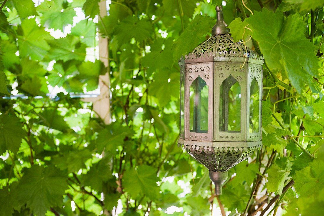 Marokkanische Laterne hängt in dichtem Blätterwerk