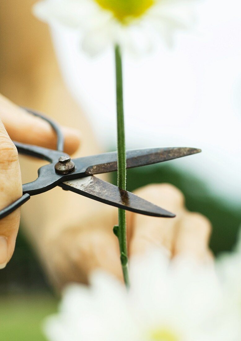 Cutting flower stem