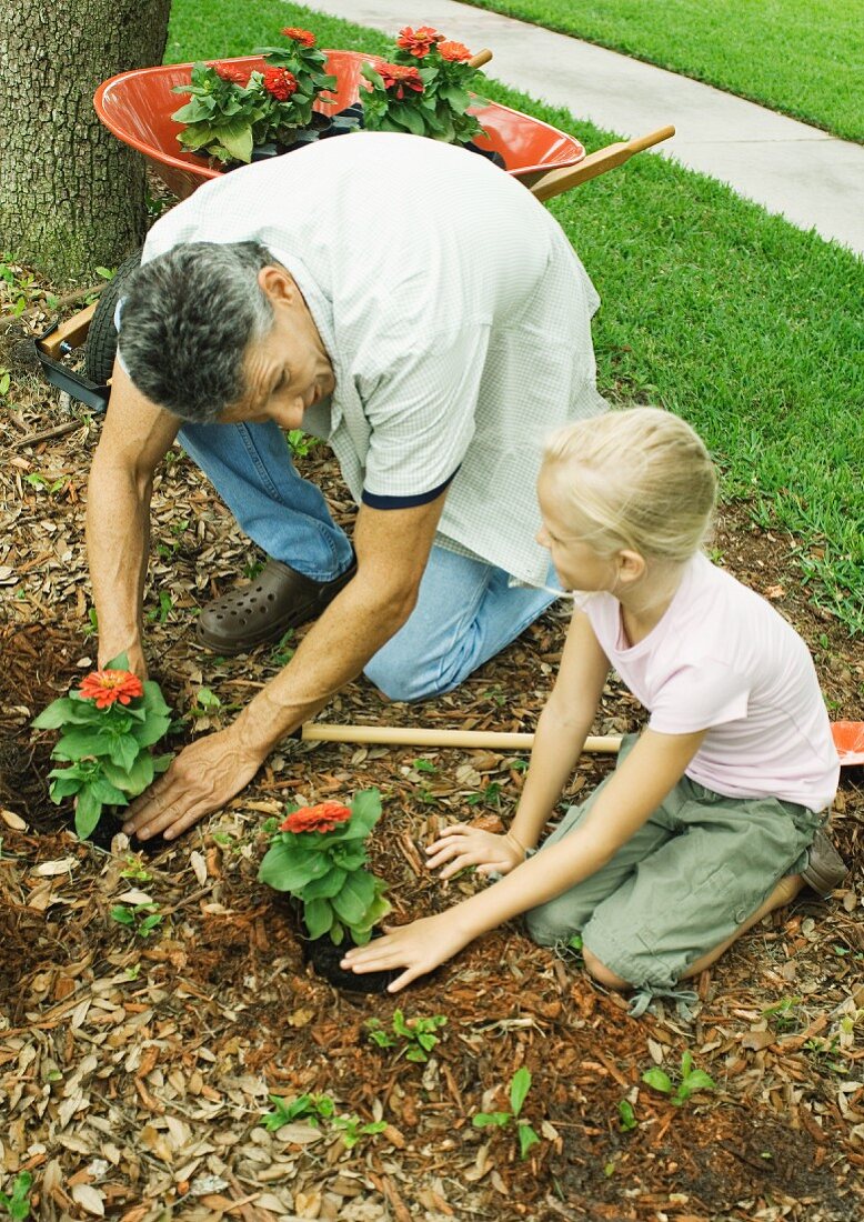 Vater und Tochter pflanzen Blumen im Garten