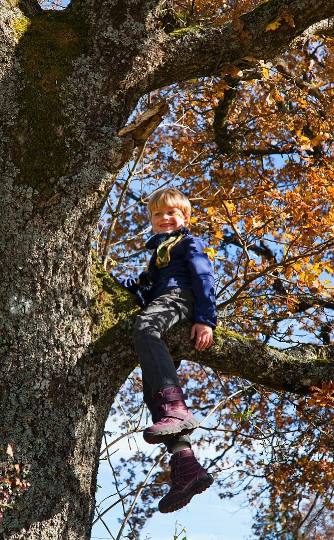 Little boy sitting in tree
