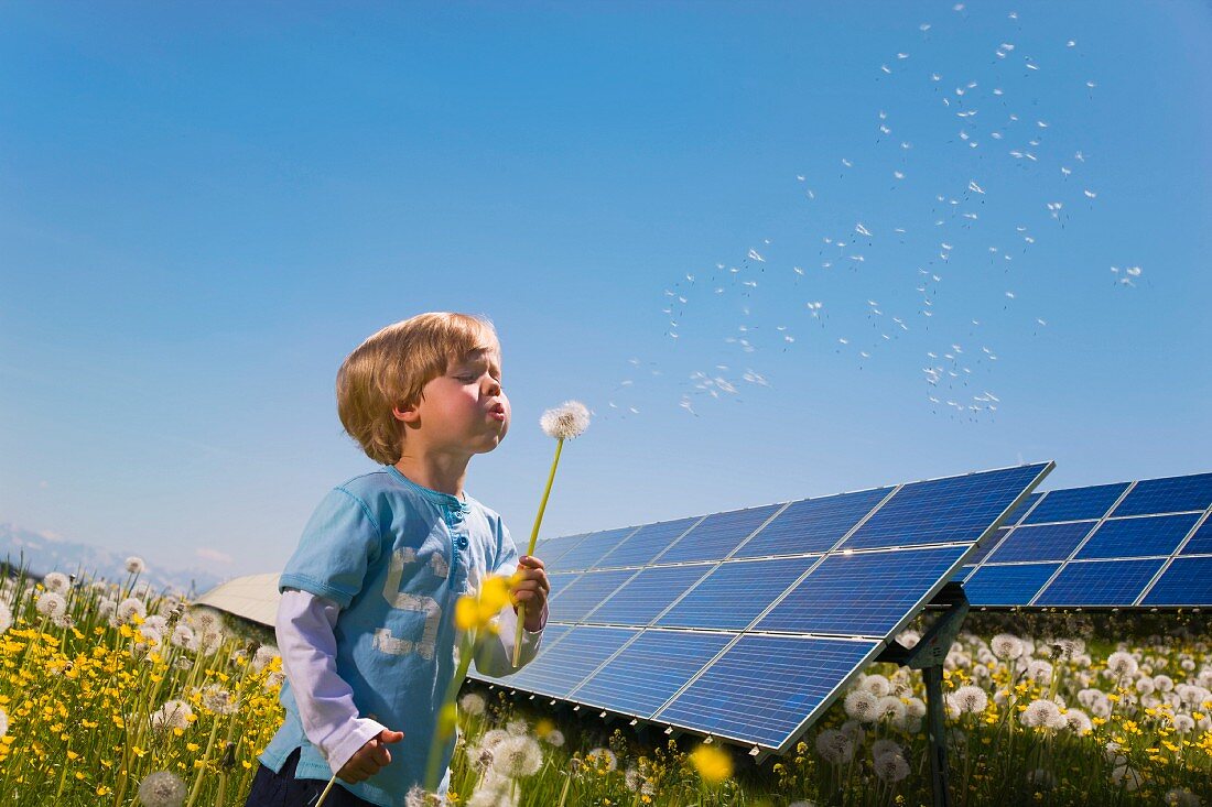 Little boy with dandelion clock in front of solar panels
