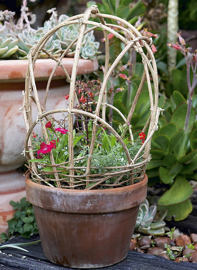 Flowering plants in terracotta pot with small wicker trellis next to larger terracotta planter in garden