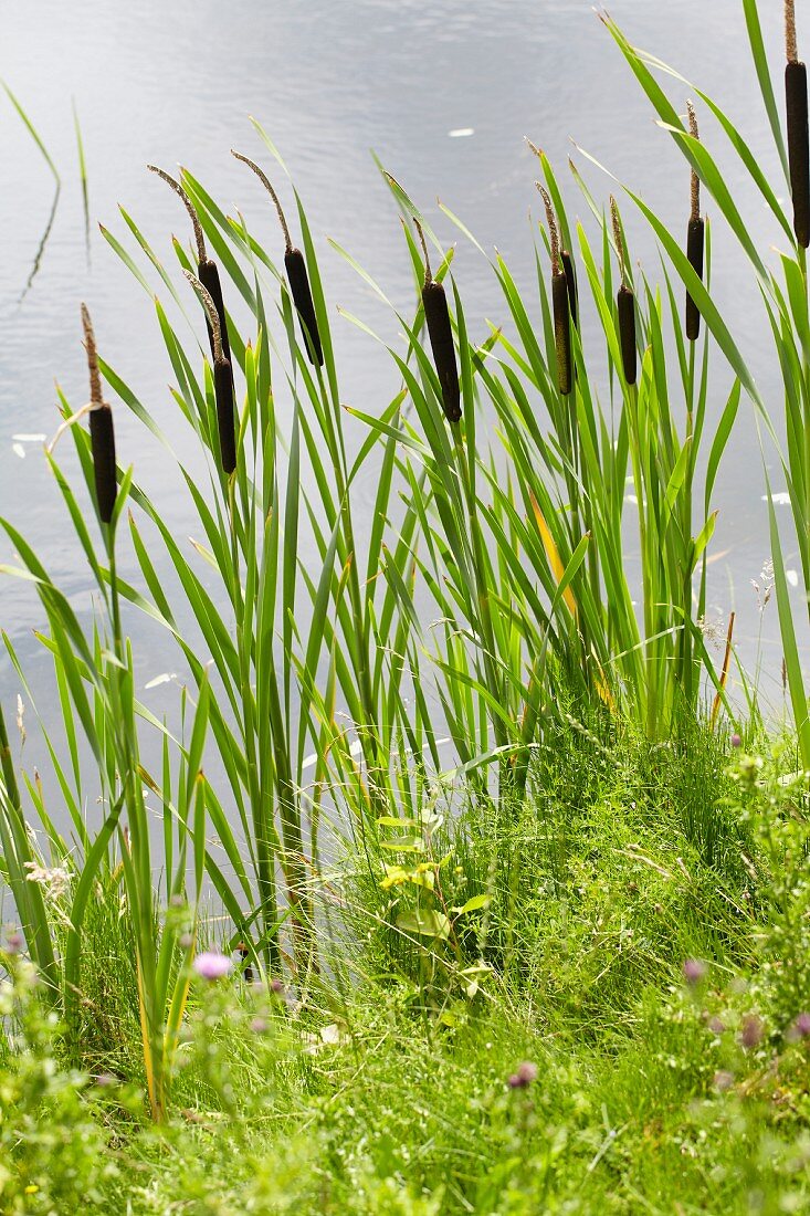 Rohrkolbengewächse am Seeufer (Typha latifolia)