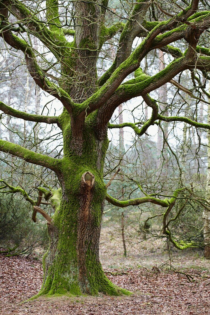 Eine knorrige moosbewachsene Eiche (Quercus) im Wald