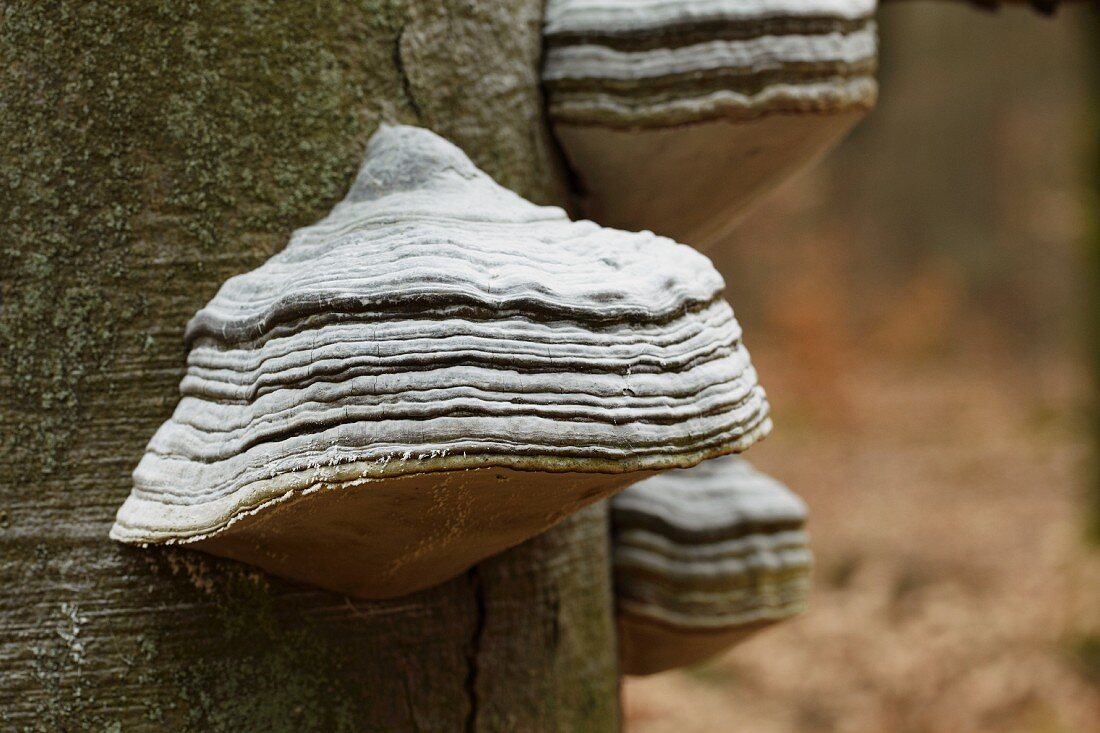 Tinder fungus (Fomes fomentarius) growing on tree trunk