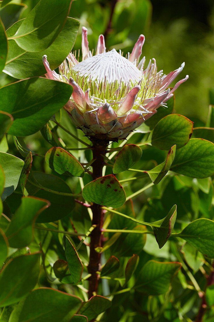 Blühende Königsprotea (Protea cynaroides)