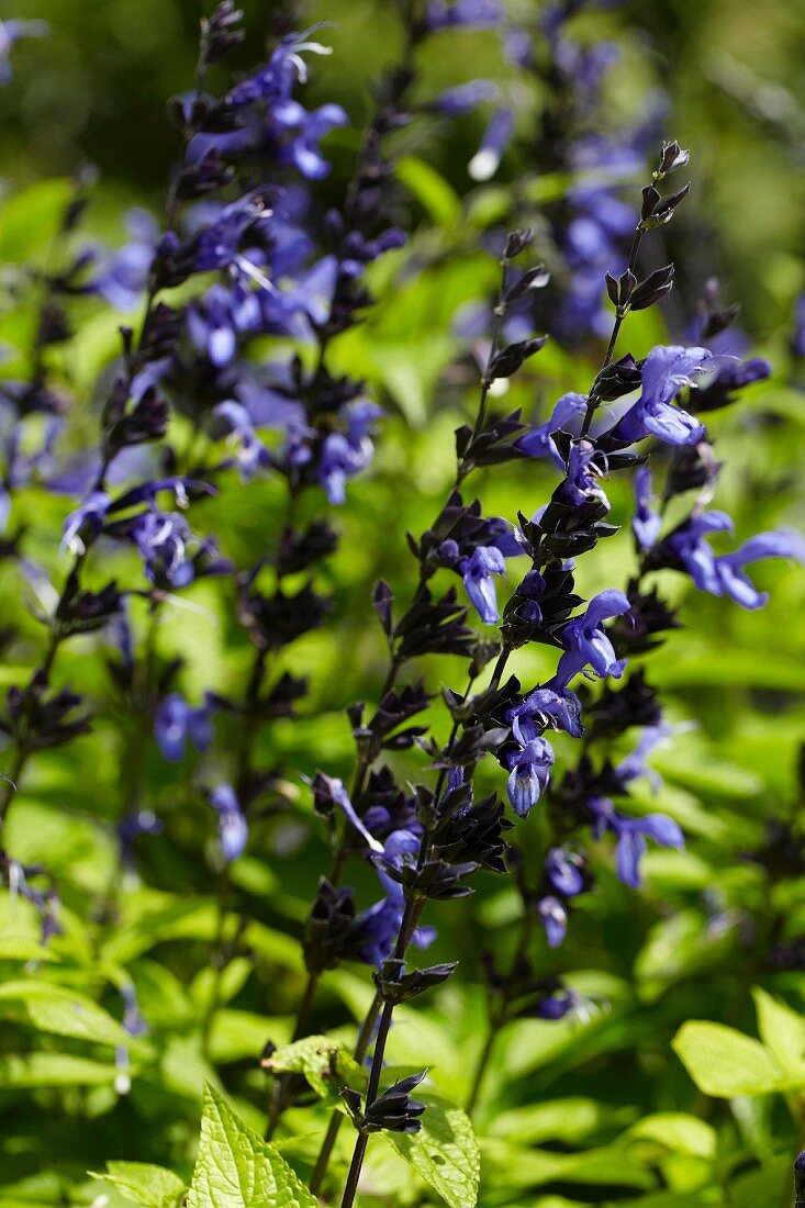 Blühender Salbei (Salvia)