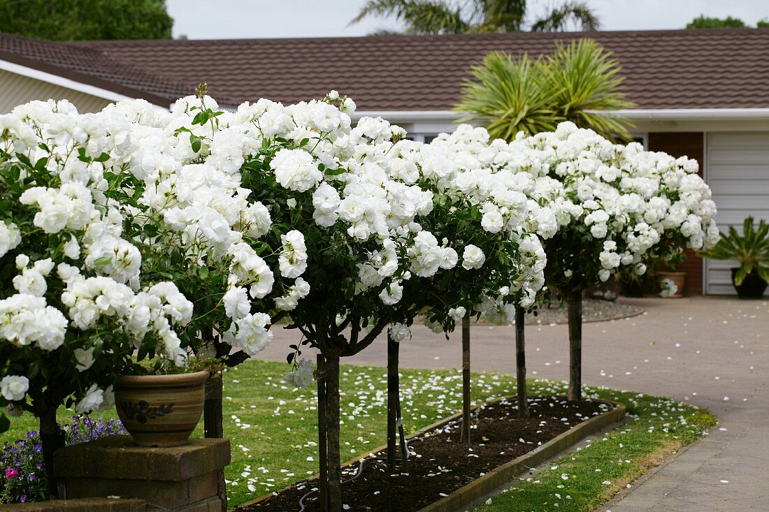 Flowering white standard roses