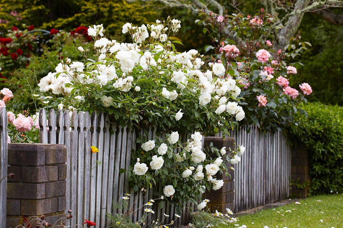 Flowering roses overhanging garden fence