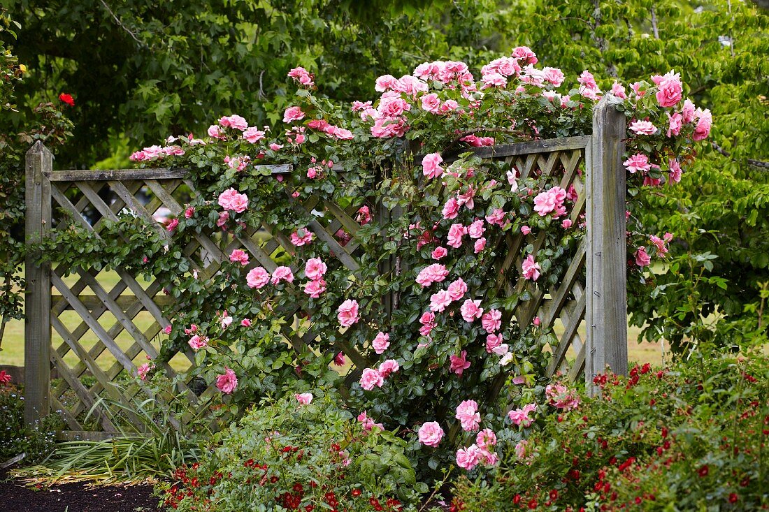 Flowering climbing roses on wooden trellis in garden