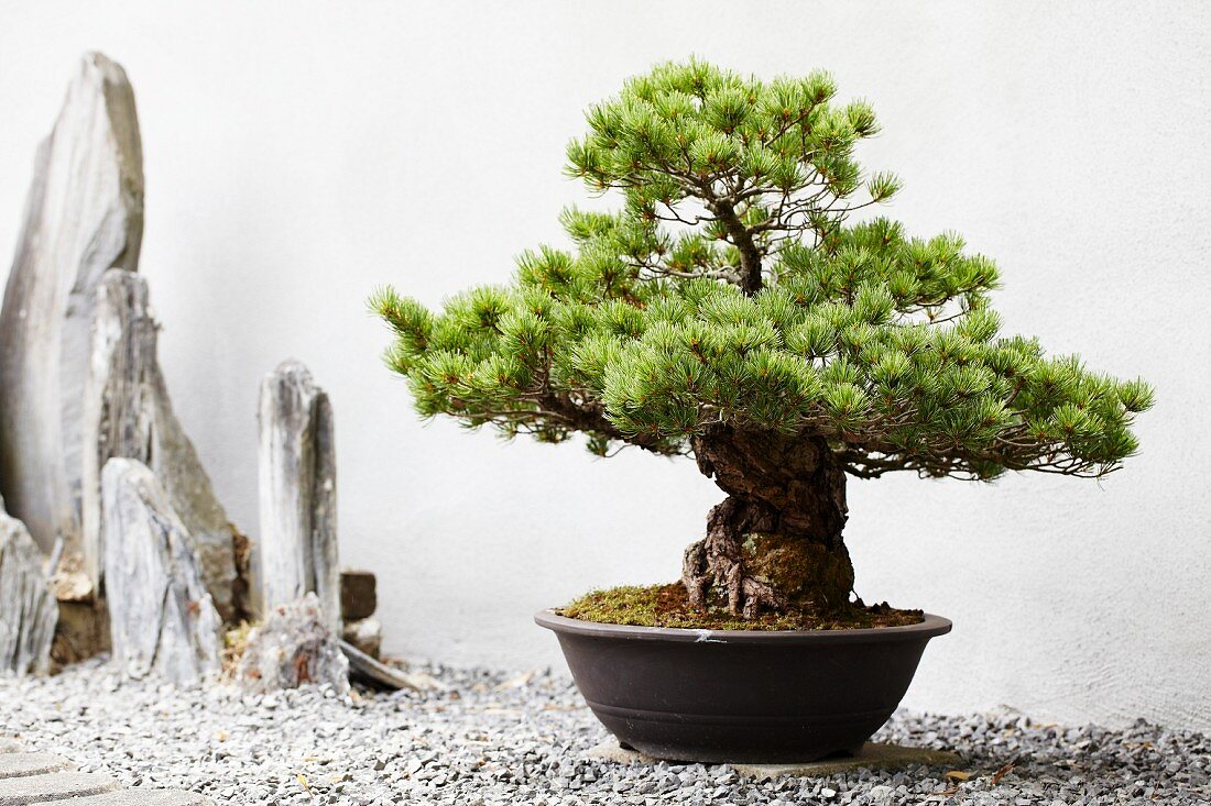 Bonsai pine tree in pot