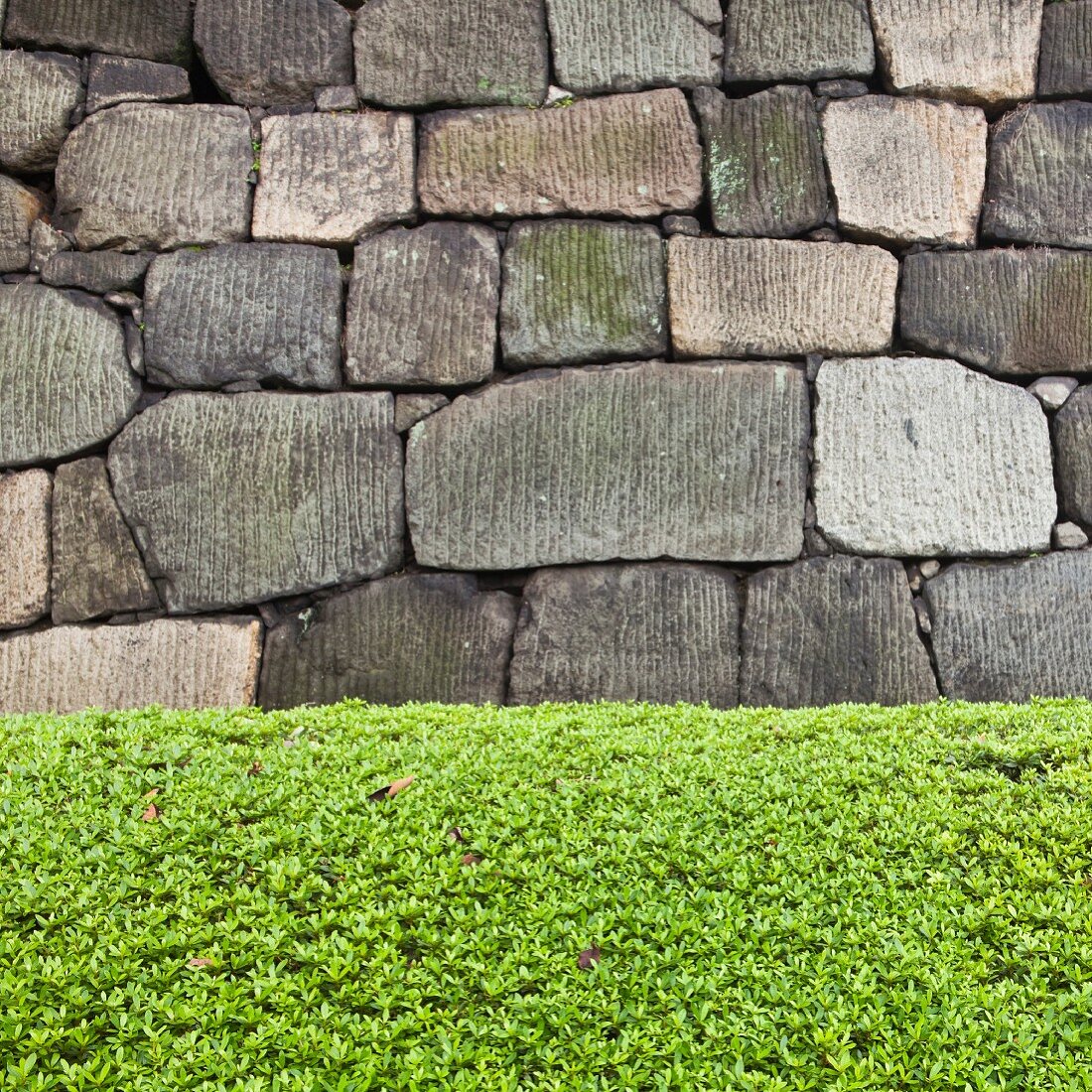 A stone wall and a hedge