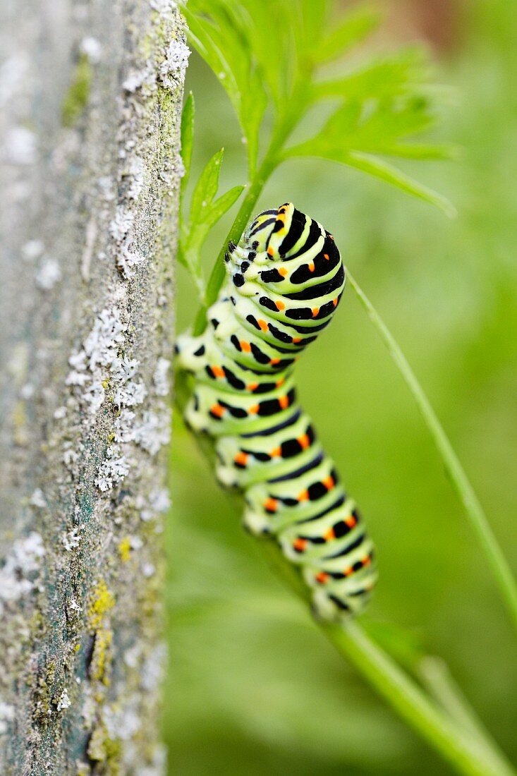 Raupe eines Schwalbenschwanzschmetterlings (Papilio Machaon)