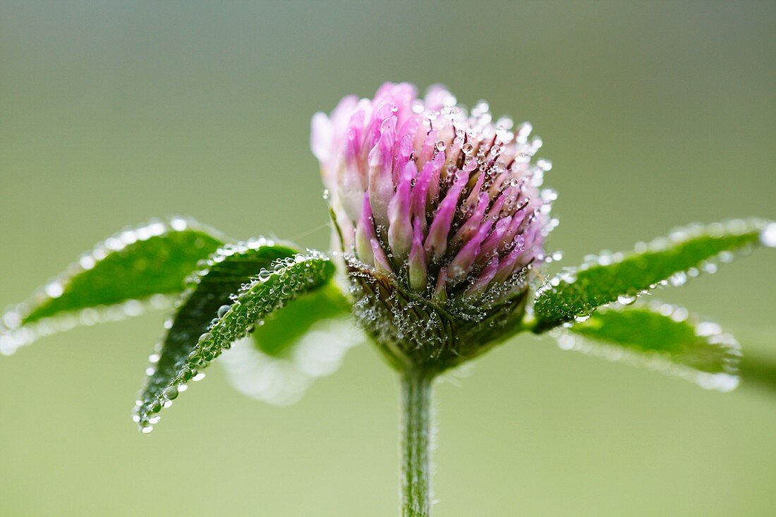 Droplets of water on flowering clover (Trifolium pratense)