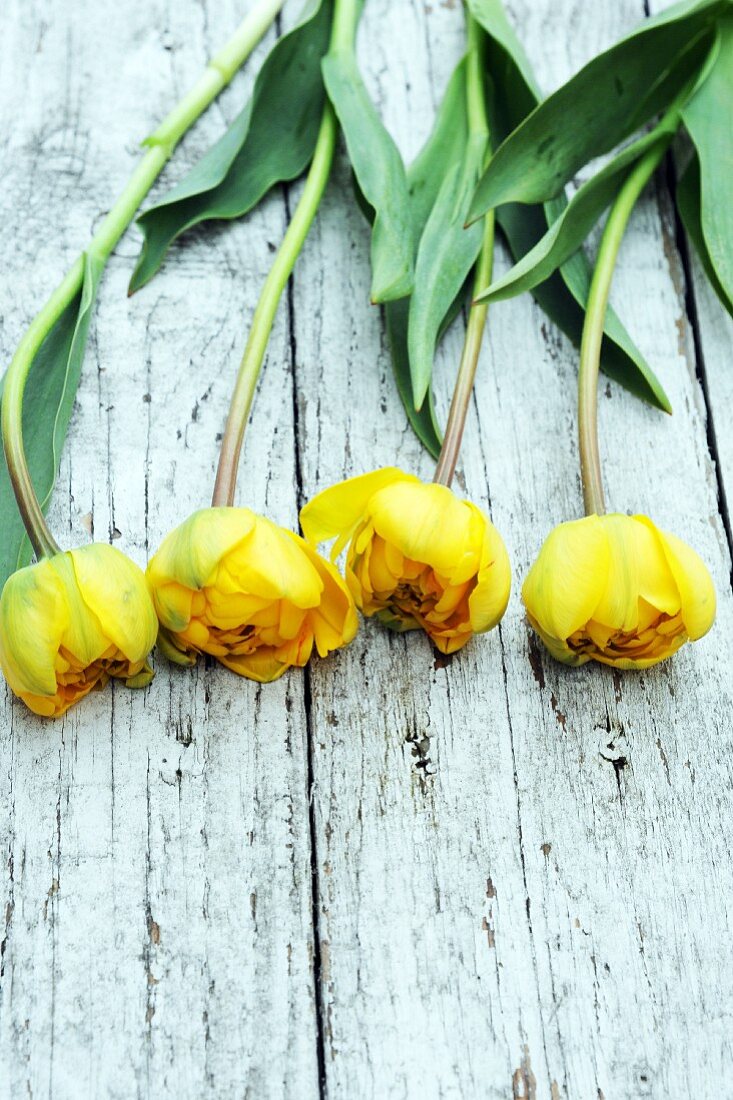 Four yellow tulips on wooden surface