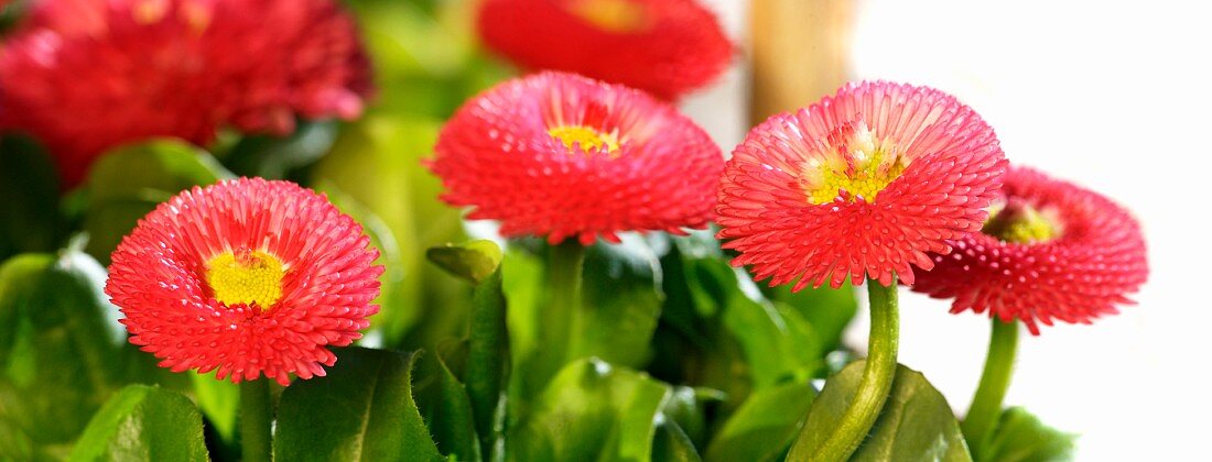 Red Bellis