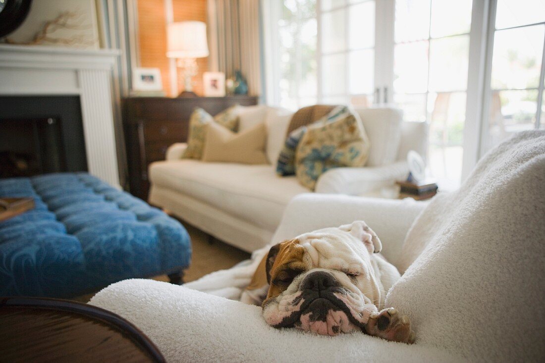 English bulldog napping on armchair in living room