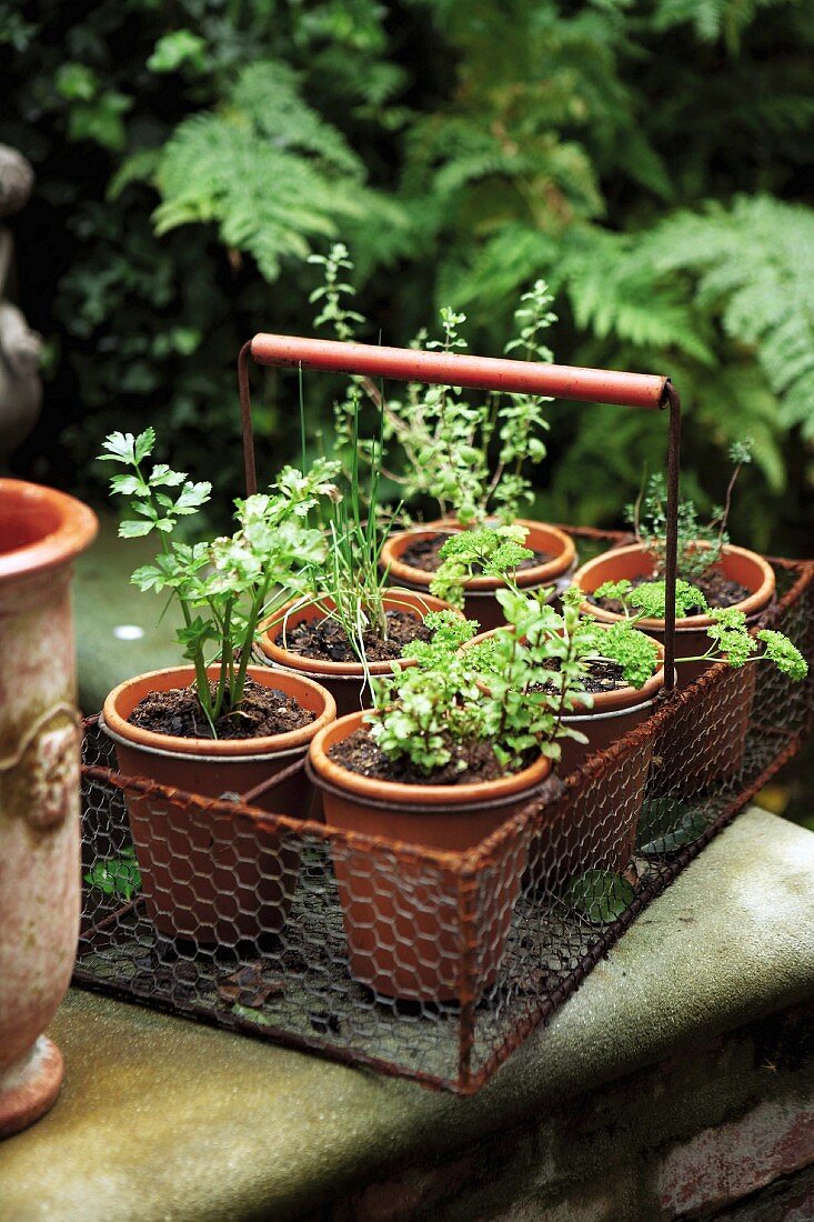 A steel basket with pot plants
