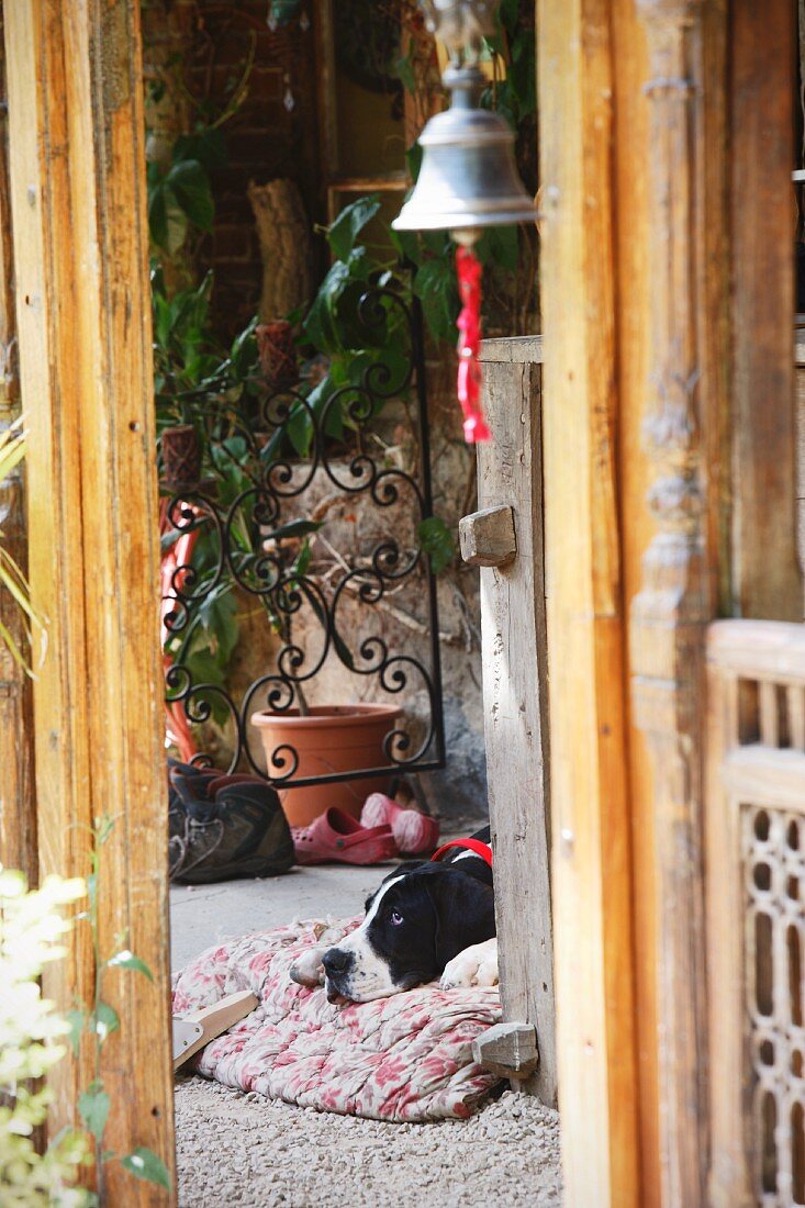 Blick durch Türöffnung auf Hund am Boden auf der Terrasse