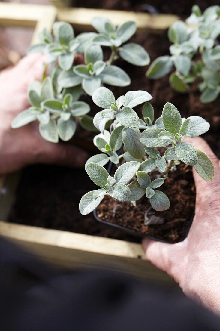 Placing potted sage into a crate