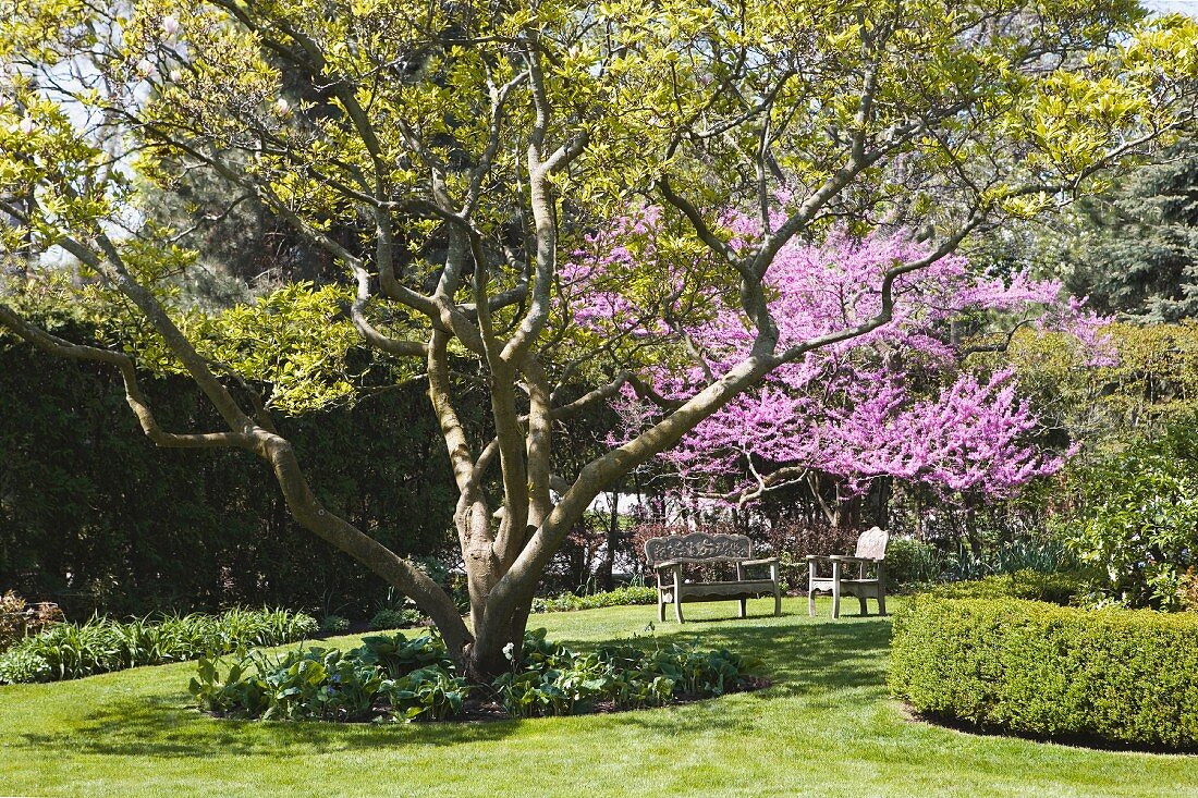 Spring garden with resplendent flowering tree