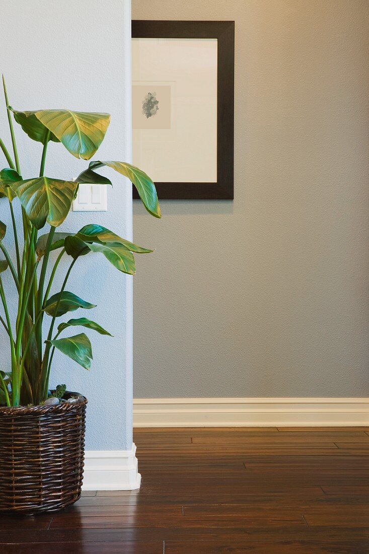 Zimmerpflanze mit Übertopf aus Weiden im Vorraum vor blau getönter Wand