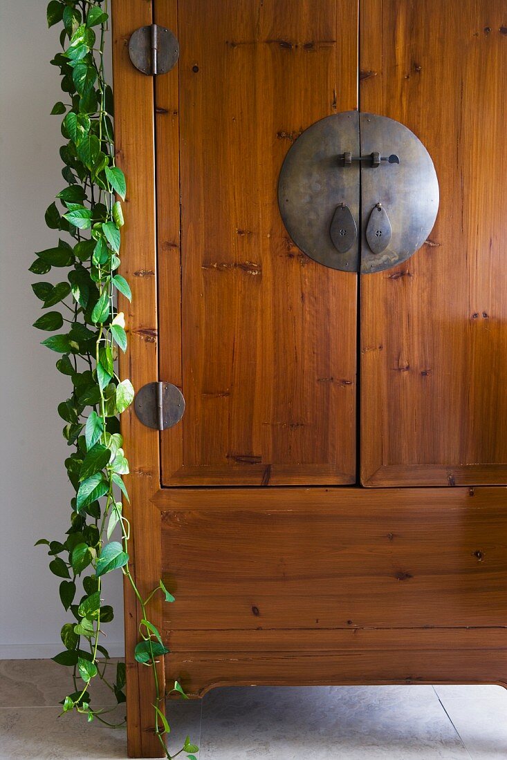 Detail wooden cabinet with ivy hanging from the side
