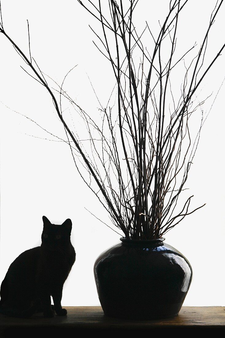 Eine schwarze Katze neben einer schwarzen Vase mit Zweigen