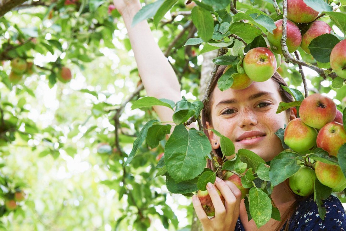 Mädchen pflückt Äpfel am Baum