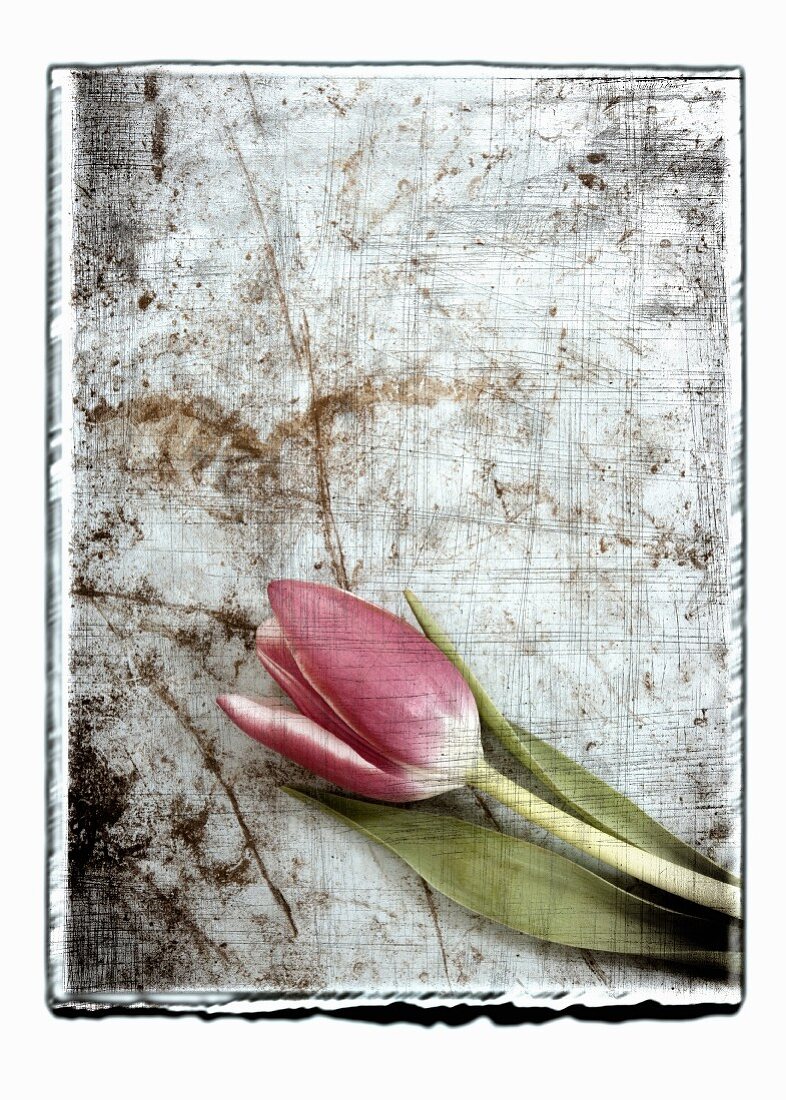 Collage mit Tulpe