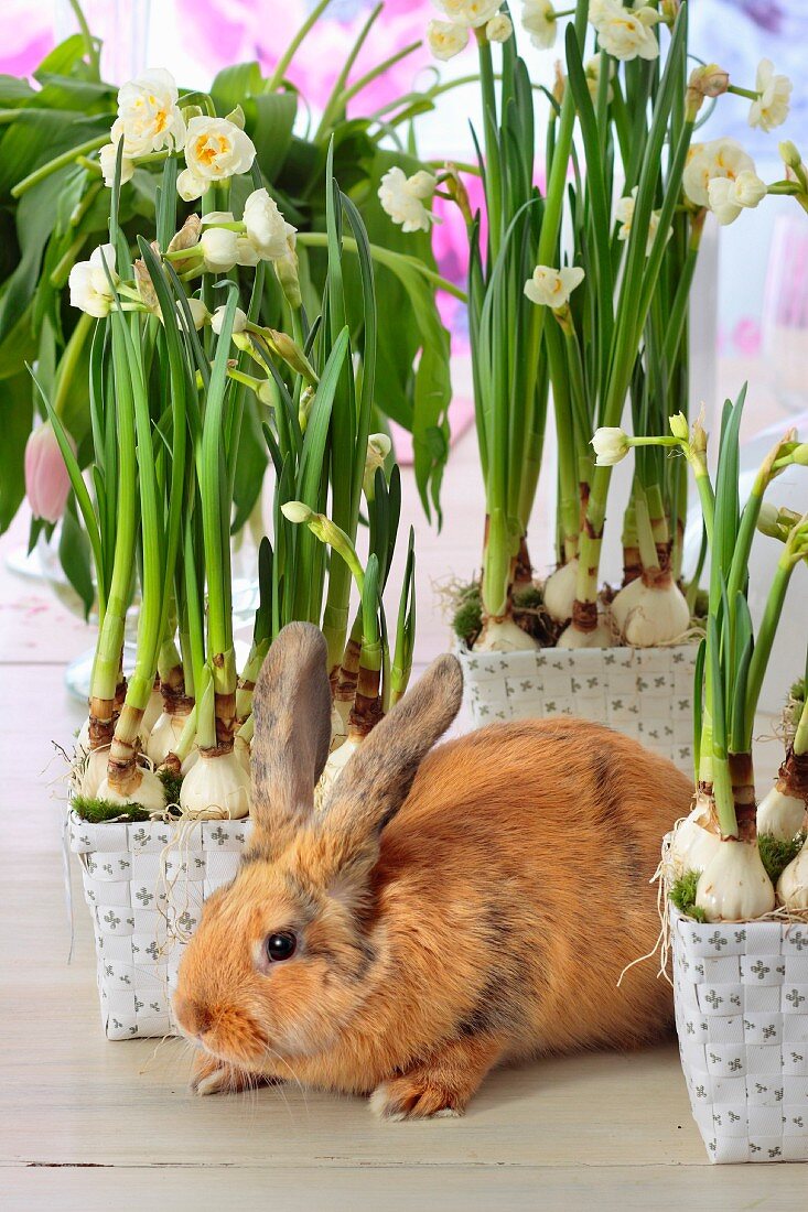Pale brown rabbit amongst many pots of flowering narcissus