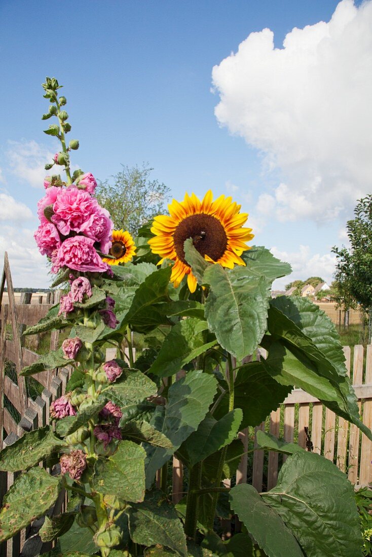 Sunflower and pink hollyhock in front of picket fence