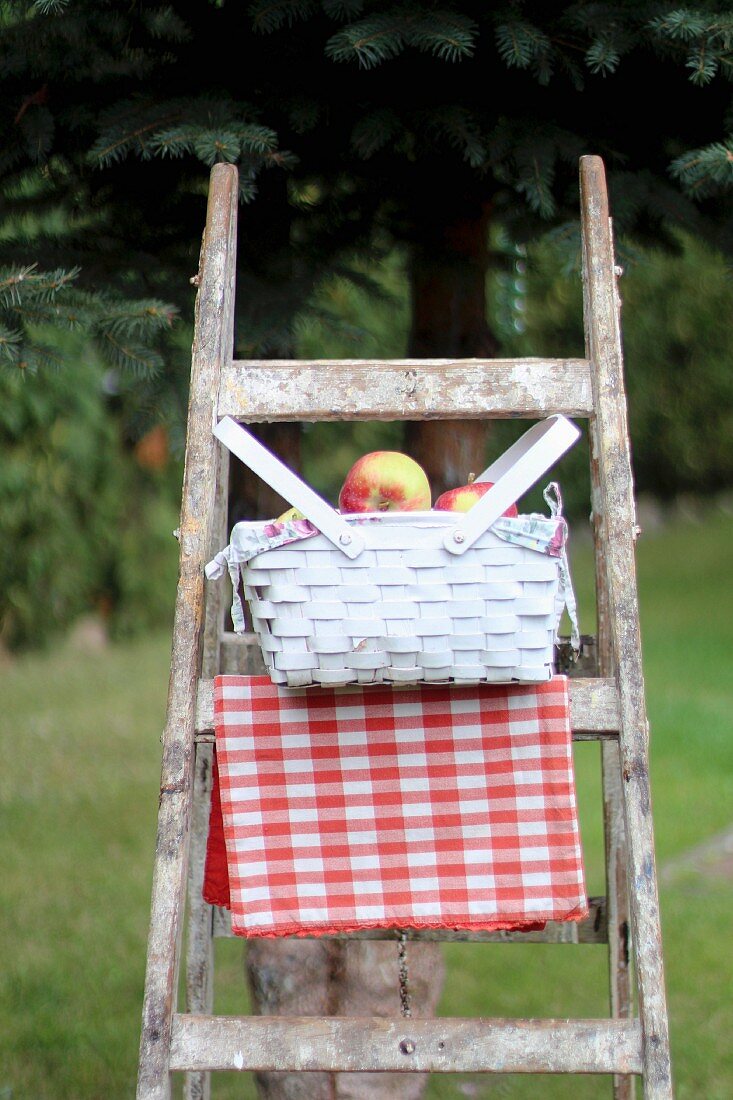 Apfelkorb auf Holzleiter im Garten